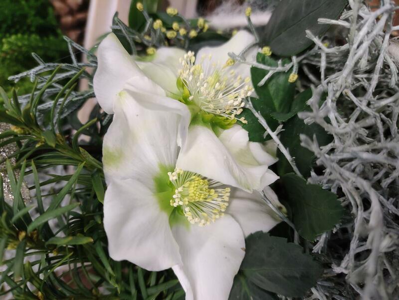Christrose