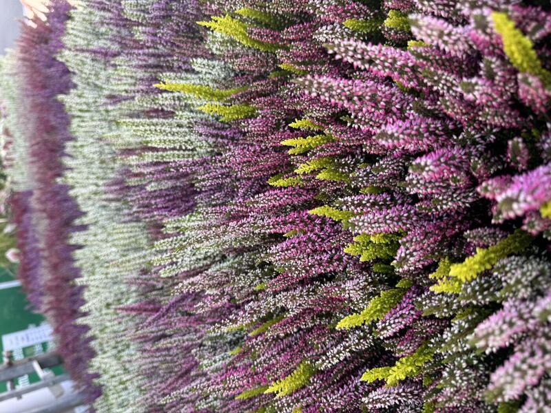 Calluna