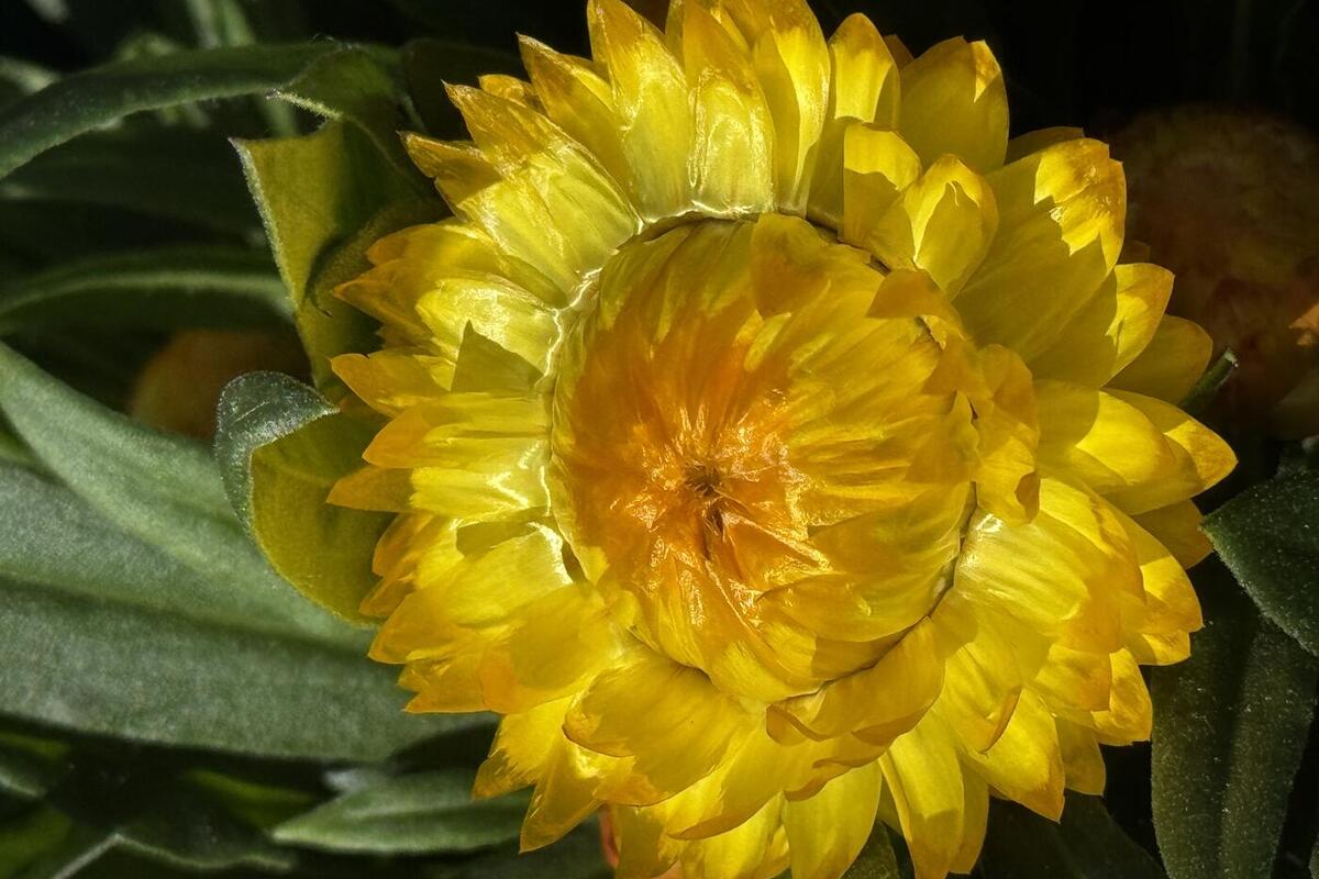 Strohblume